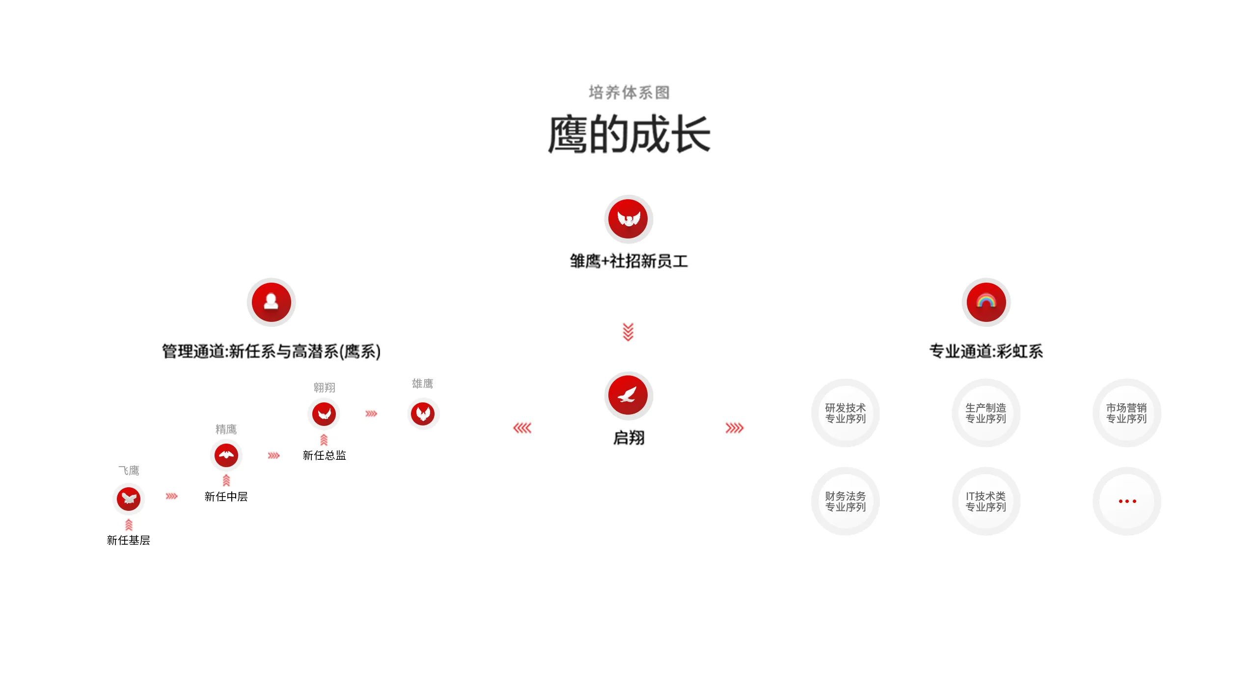 TCL 鷹系人才培養(yǎng)體系